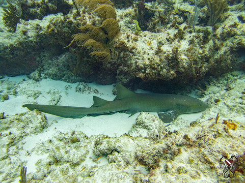 Valentine's Dive Center-哈勃岛必去景点