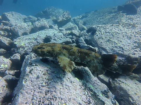 深海水肺潜水之旅-Ramsgate必去景点
