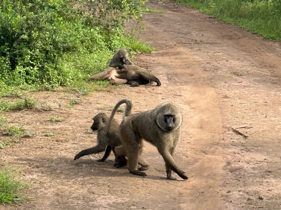Friendly Gorillas-坎帕拉必去景点