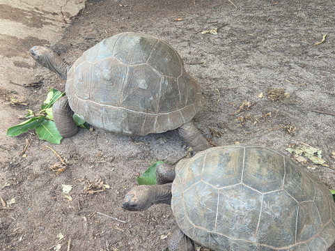 Geoli Charters-Anse la Blague必去景点