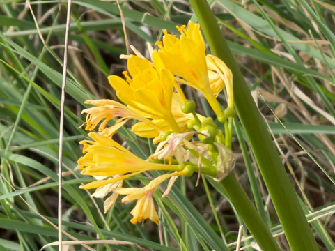 Goondiwindi Botanic Gardens of the Western Woodlands-Goondiwindi必去景点