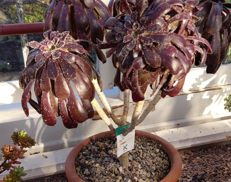 National Trust - Quarry Bank-威姆斯洛必去景点