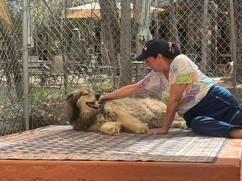 Sedona Wolf Sanctuary-Rimrock必去景点