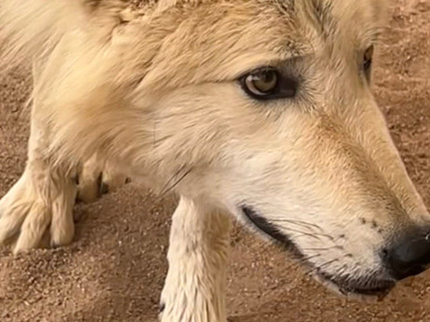 Sedona Wolf Sanctuary-Rimrock必去景点