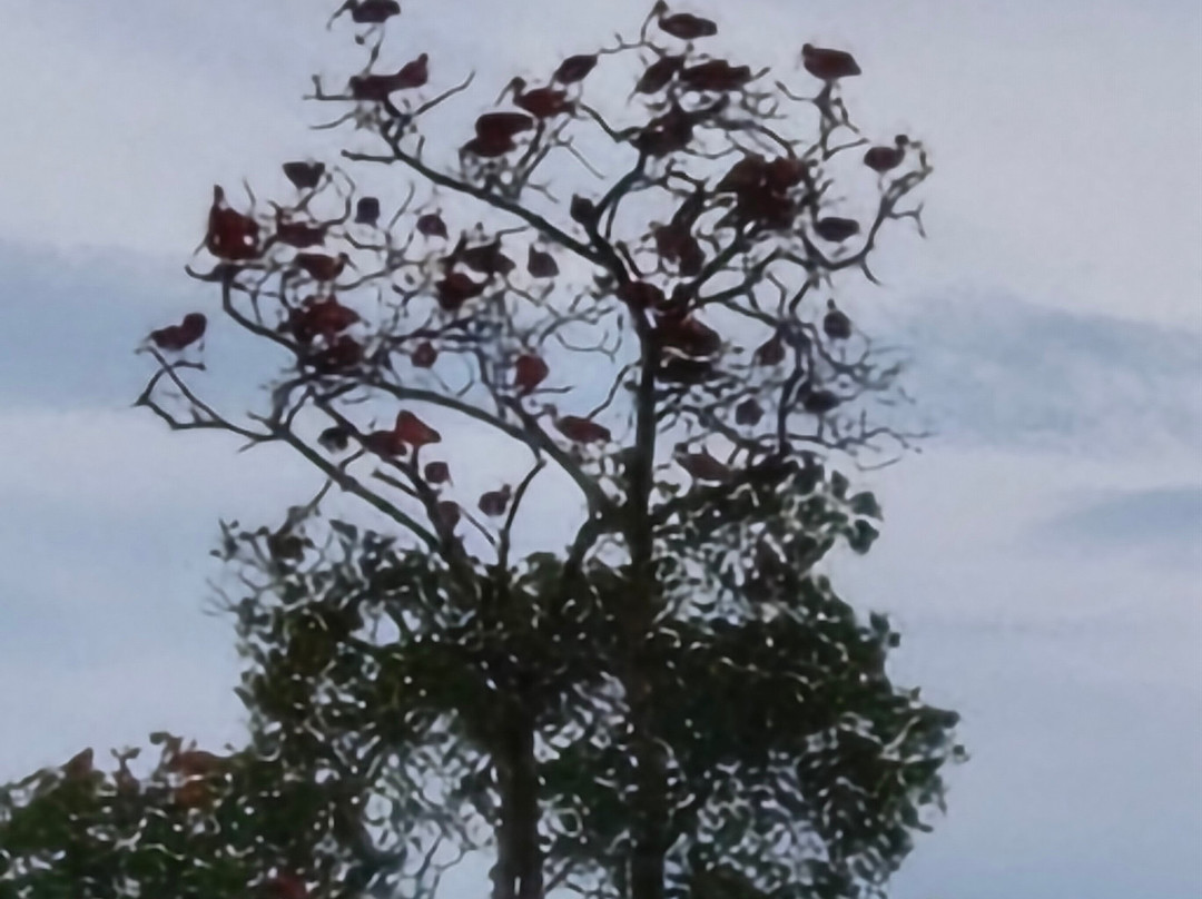 Eco Adventure Tour-Parnaiba必去景点