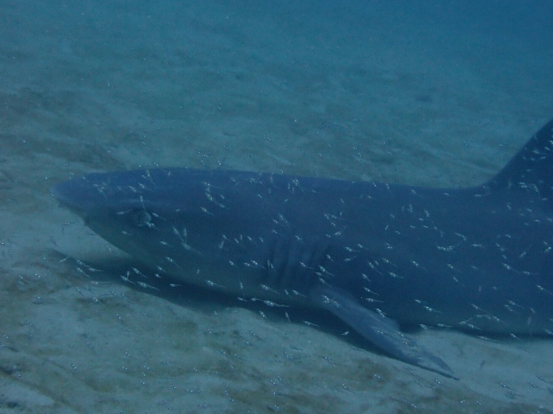 Caño Divers-德雷克湾必去景点