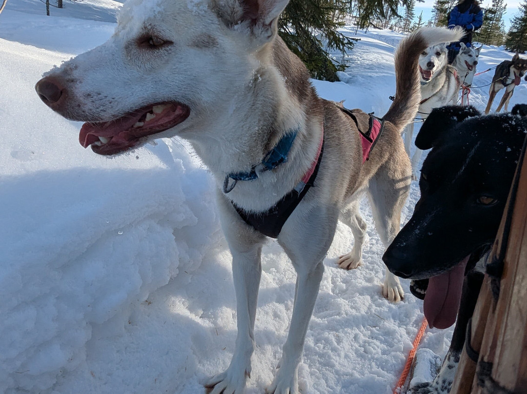Pinewood's huskies-罗瓦涅米必去景点