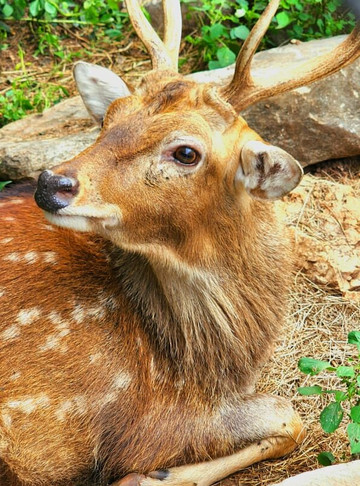 The Bonanza Exotic Zoo-北冲县必去景点