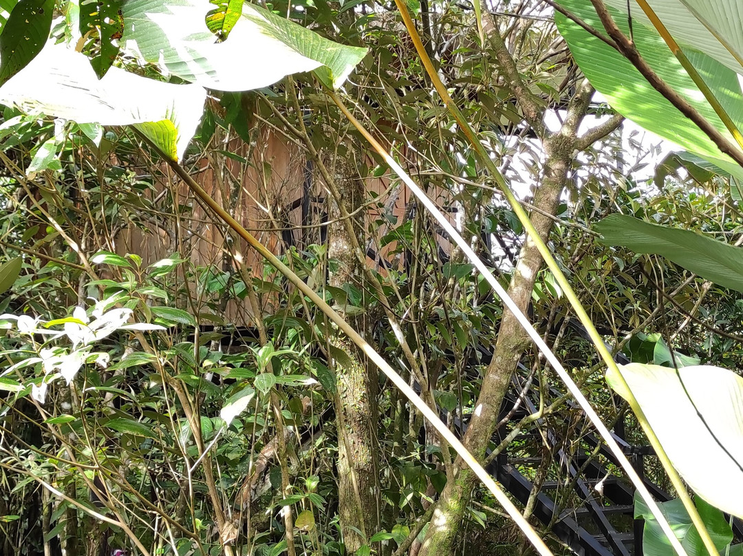 Onca Tours & Treehouses