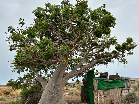 Momo Tour Boa Vista-圣莫尼卡必去景点