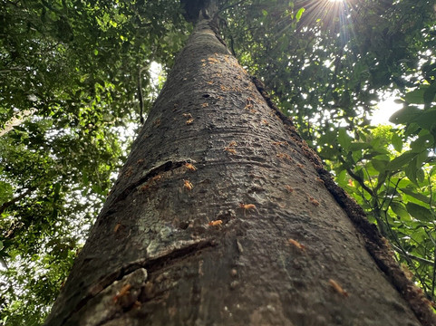 Lupuna Jungle Tours主图