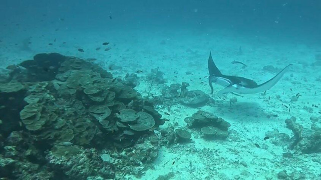 Euro-Divers Meeru-蜜月岛必去景点
