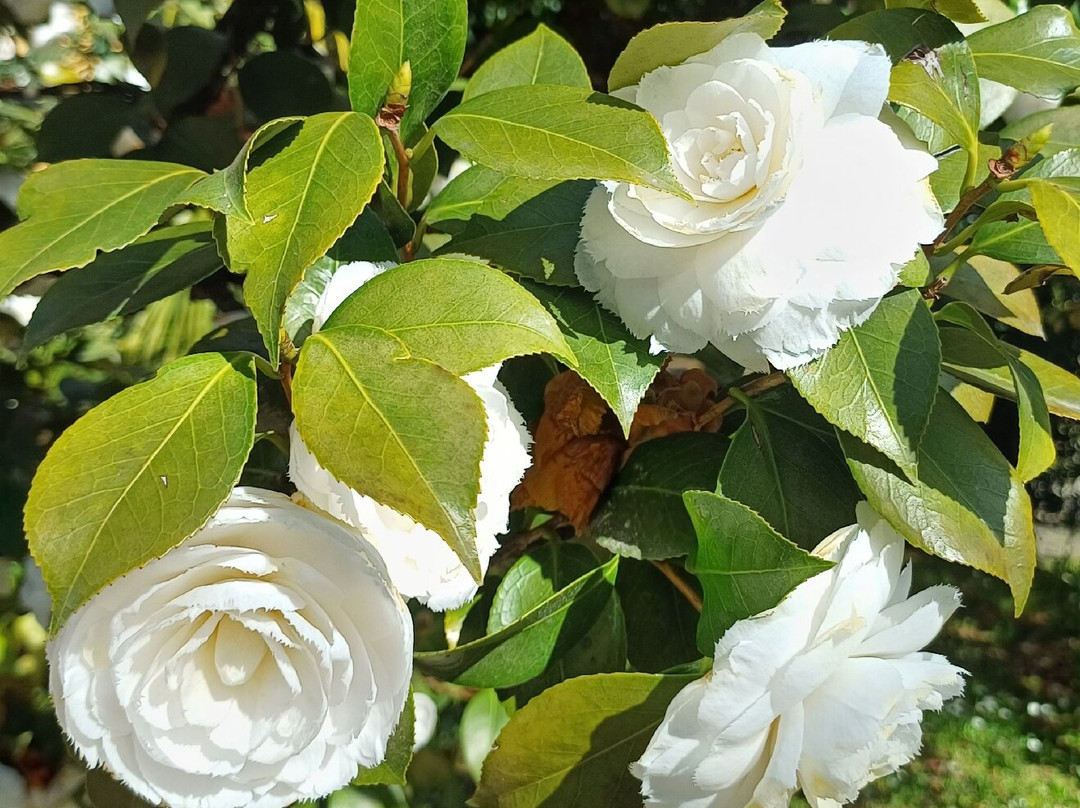 Parco Scalabrini-切尔梅纳泰必去景点