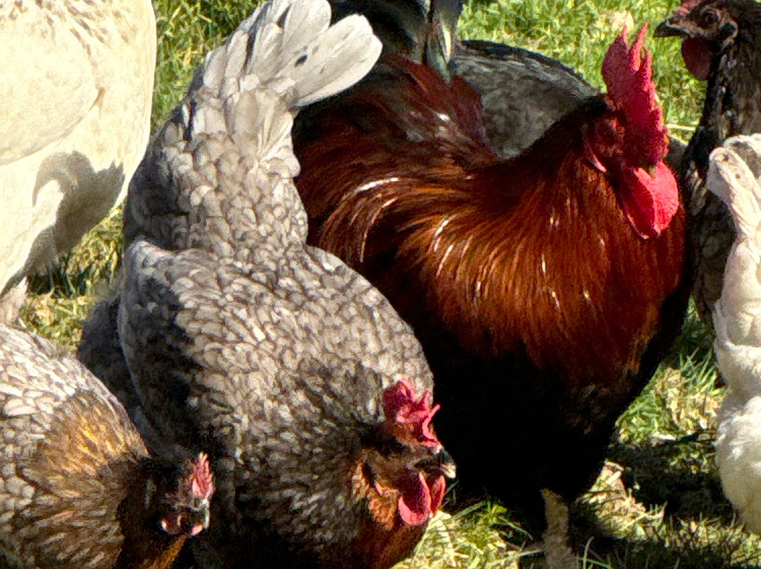 Worralls Grove Guest Farm House主图