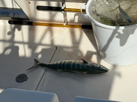 Fish On-San Bartolome de Tirajana必去景点