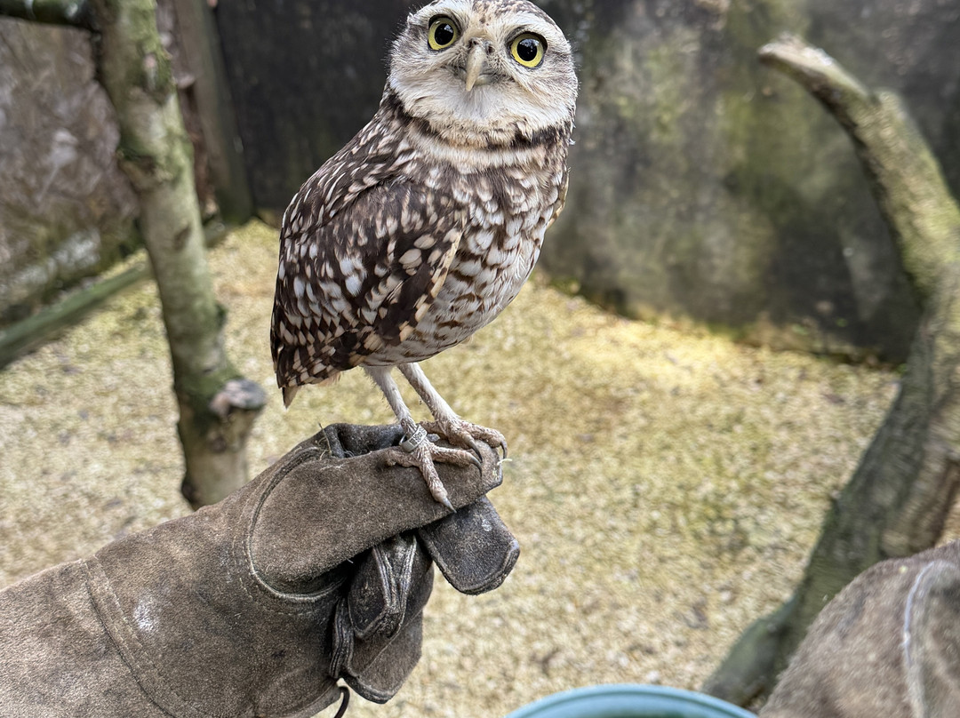 Millets Farm Falconry Centre-弗里福德希斯必去景点