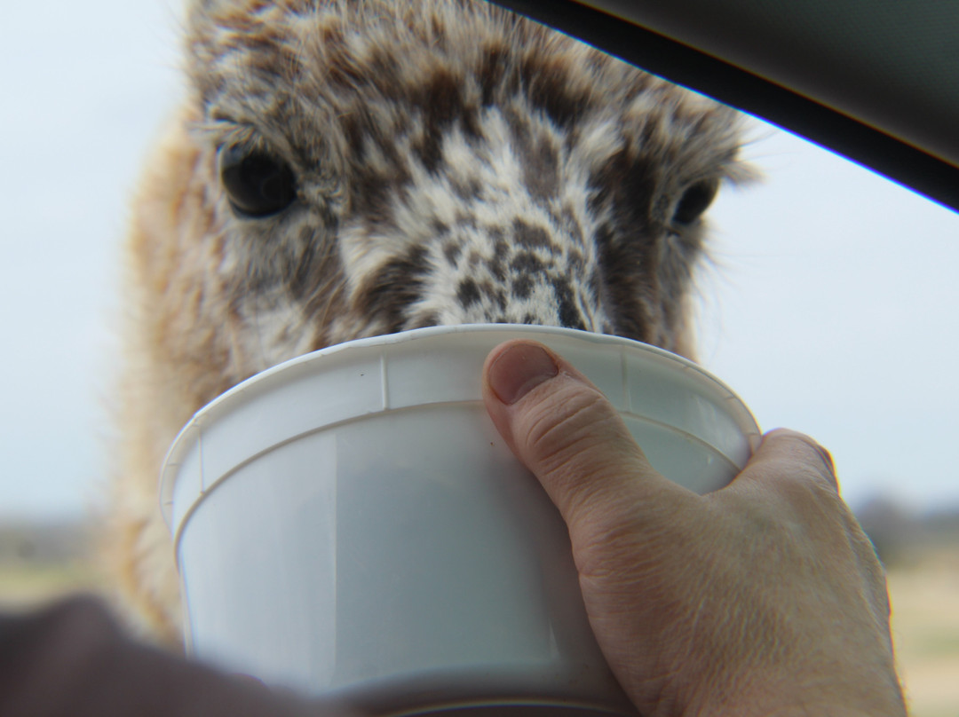 Tennessee Safari Park-Alamo必去景点
