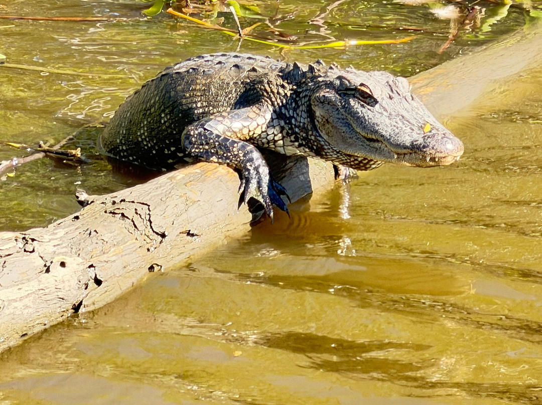 Ultimate Swamp Adventures-Westwego必去景点