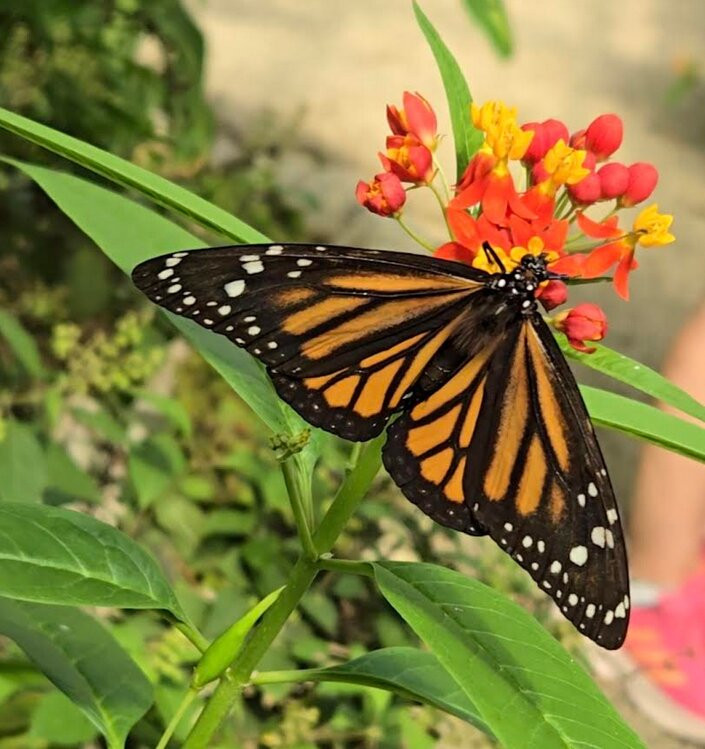 Nathaly Butterfly Garden-明多必去景点