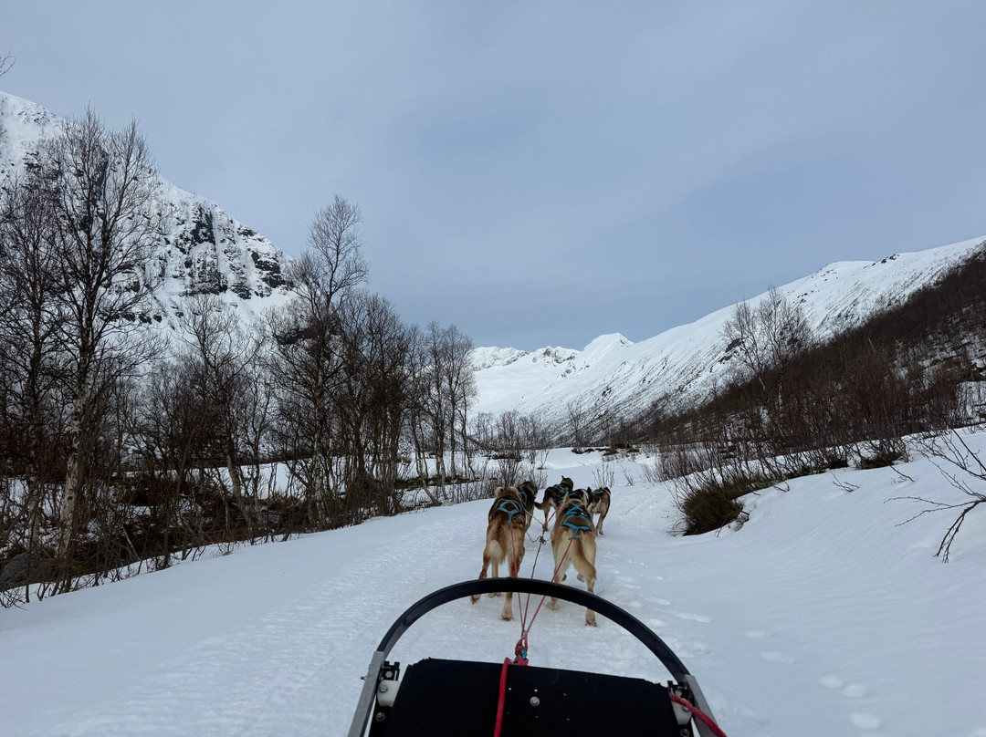 Kvaløya Husky-特罗姆瑟必去景点