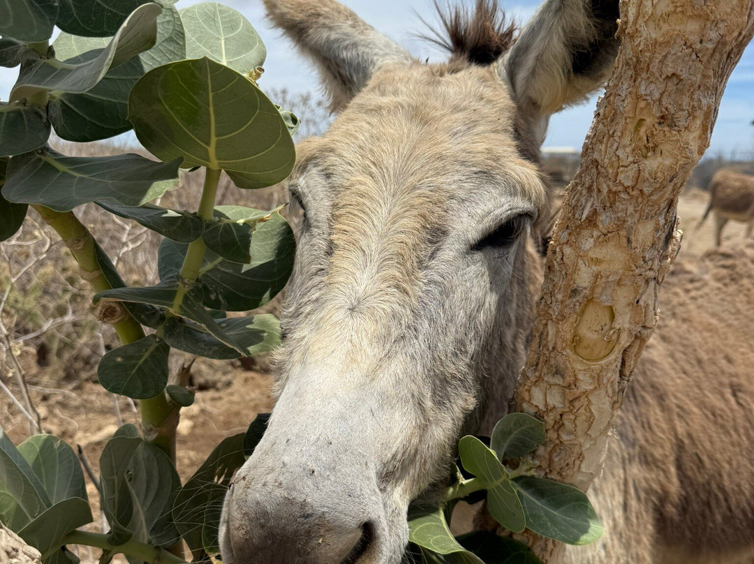 Donkey Sanctuary Bonaire-博奈尔岛必去景点