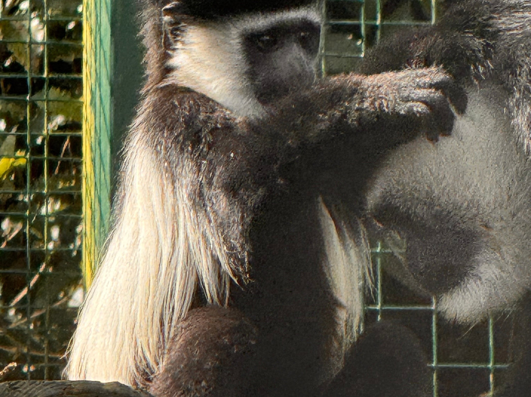 Belfast Zoo-Newtownabbey必去景点