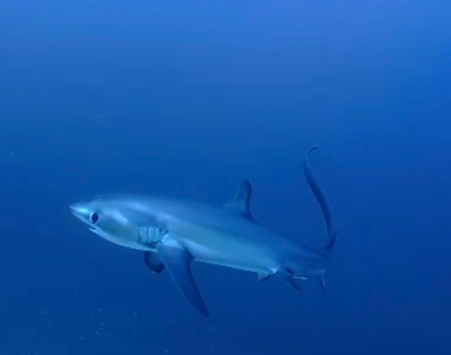 Pelagic Divers Fuvahmulah-Fuvahmulah必去景点