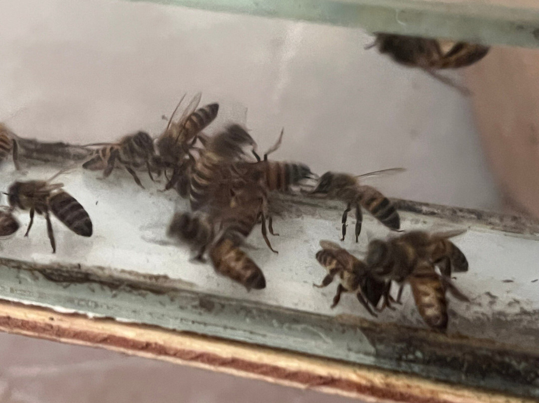 Lushoto Apiculture Museum