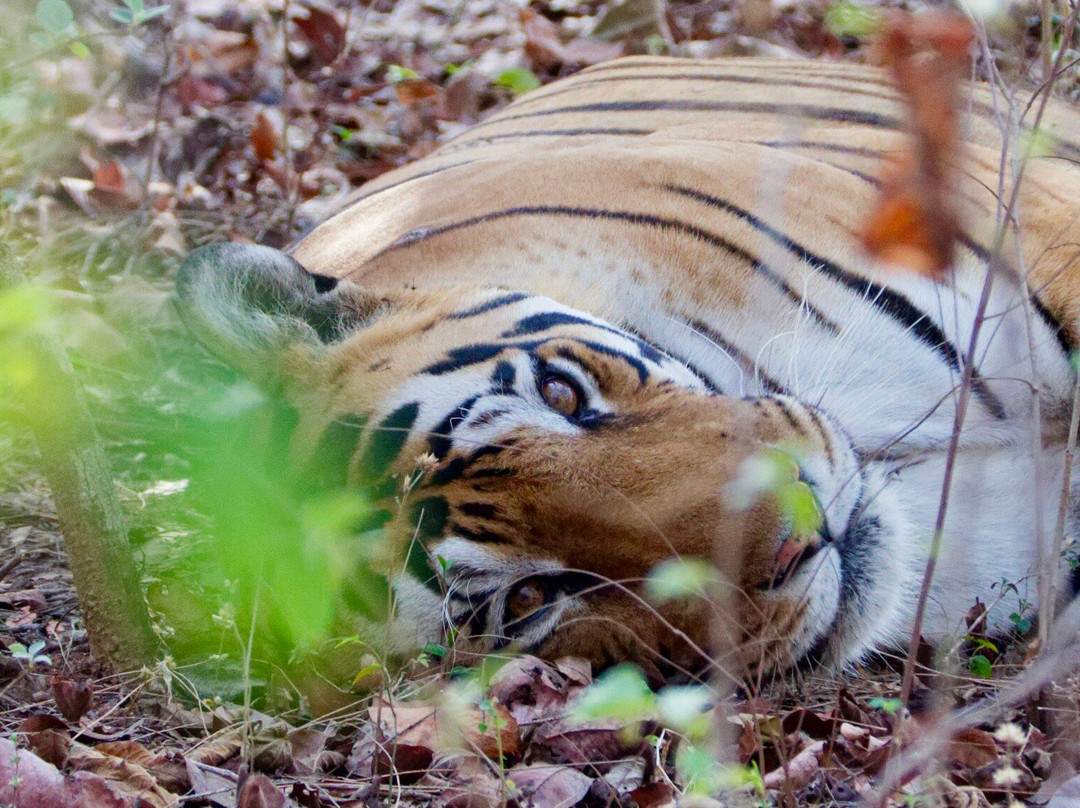 Pench Tiger Reserve-Kohka必去景点