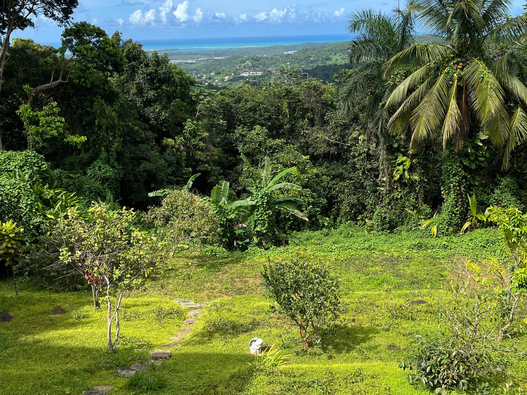 EL Yunque Rainforest Inn主图