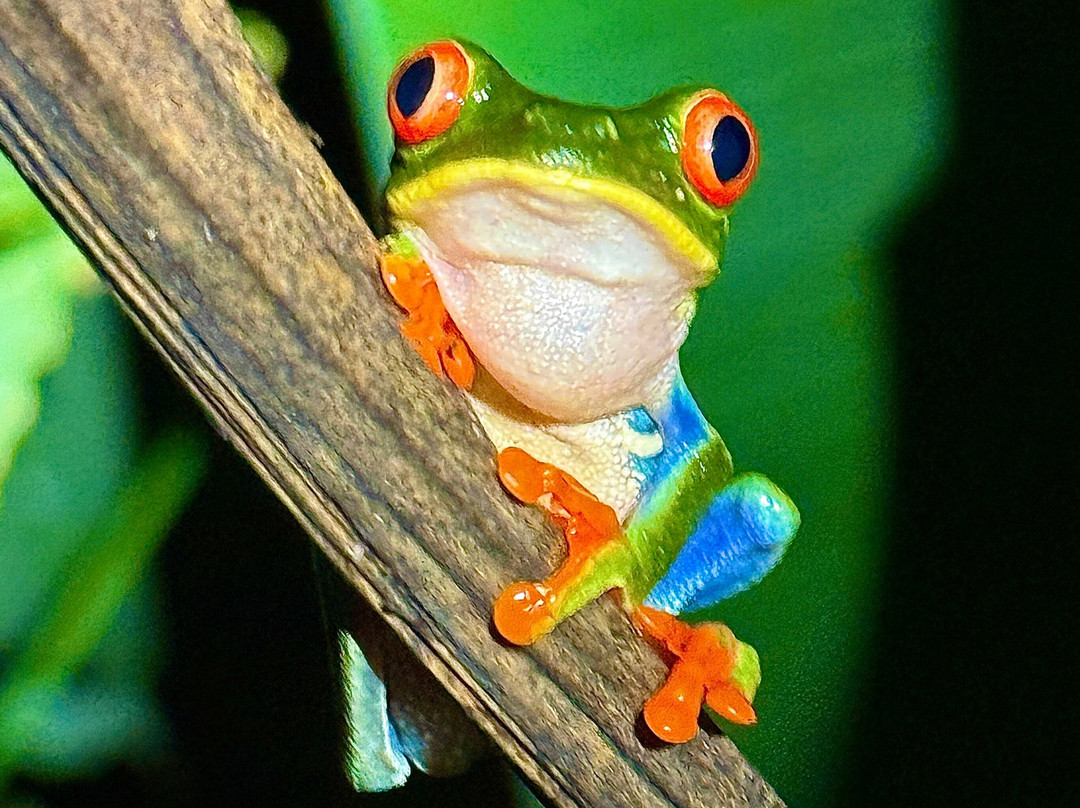 Costa Rica Focus-圣何塞必去景点