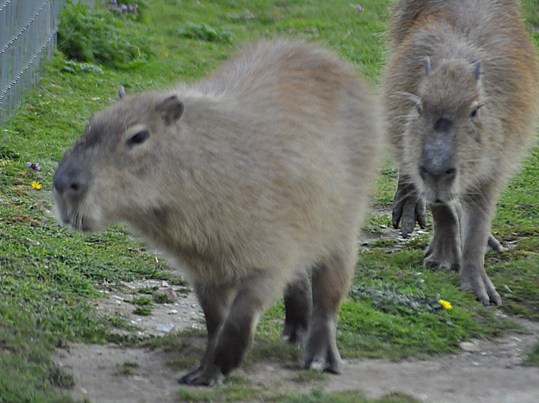 Wolds Wildlife Park-Horncastle必去景点