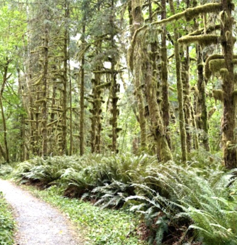 Quinault Rain Forest-奥林匹克国家公园必去景点