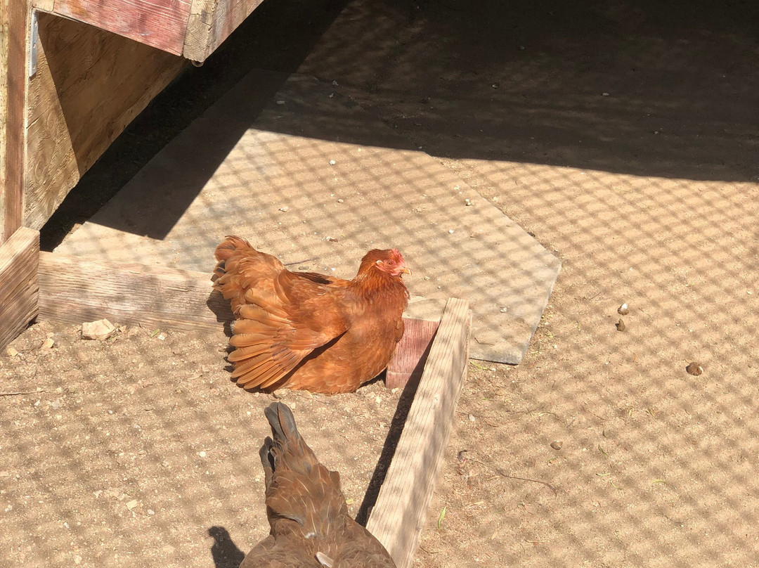 Farm Sanctuary-ACTON)必去景点