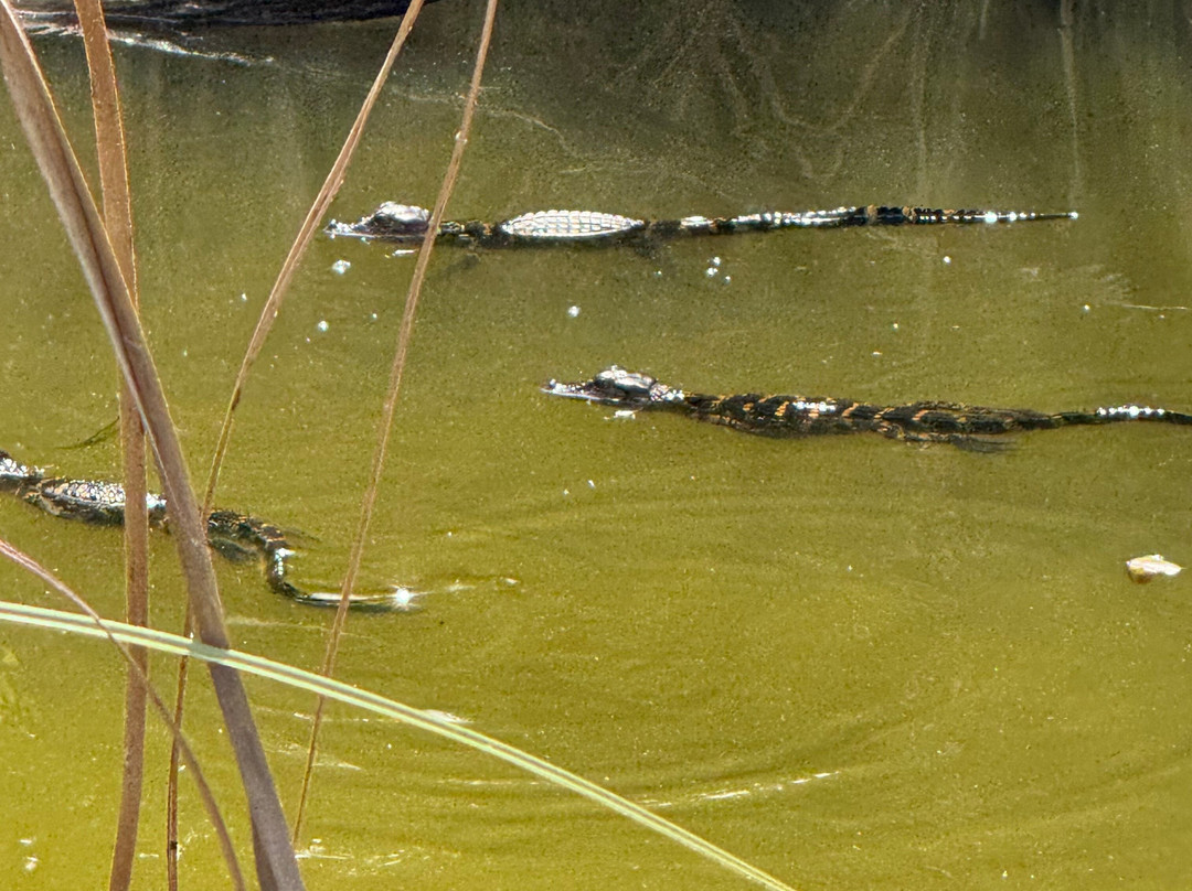 Tom and Jerry's Airboat Tours-Lake Panasoffkee必去景点