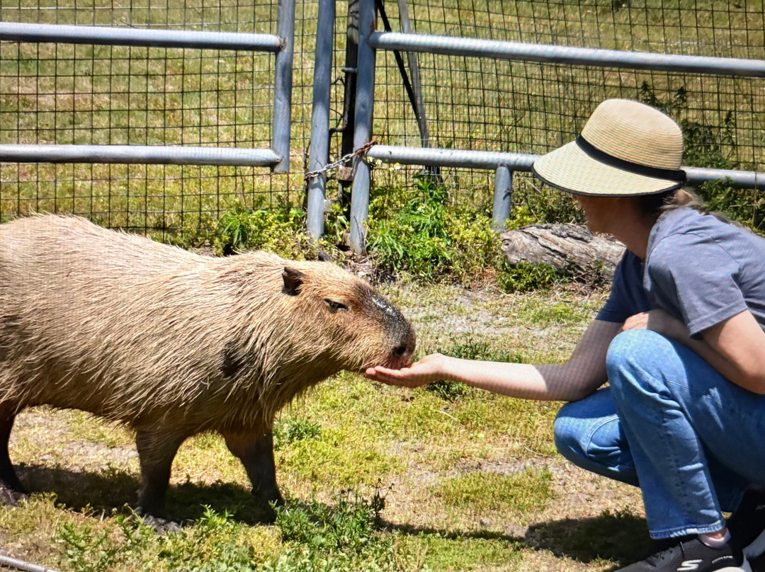 Exotic Animal Experience-奥兰多必去景点