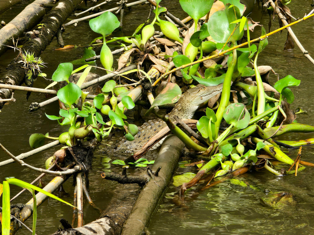 Kokopelli Wildlife Tours-Sierpe必去景点