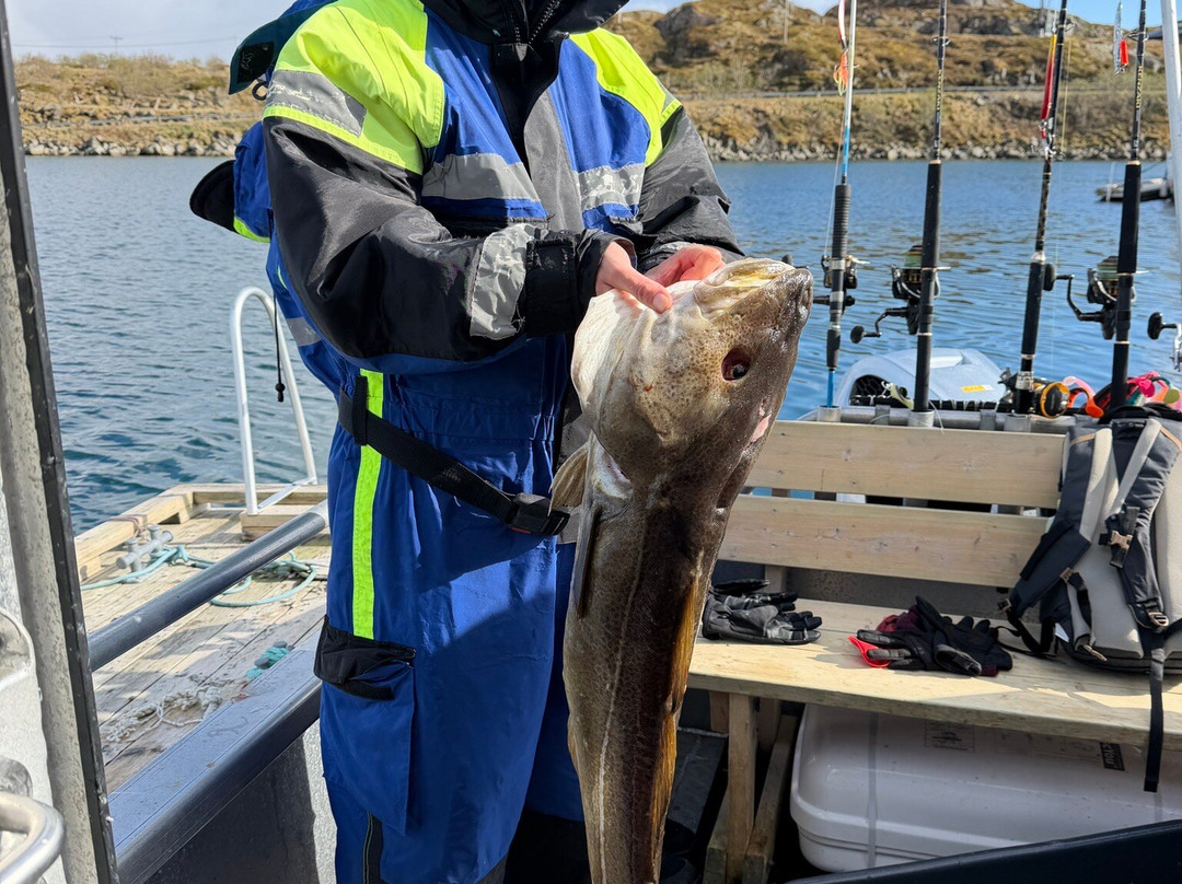 Arctic Spearfishing & guided fishing-Ballstad必去景点