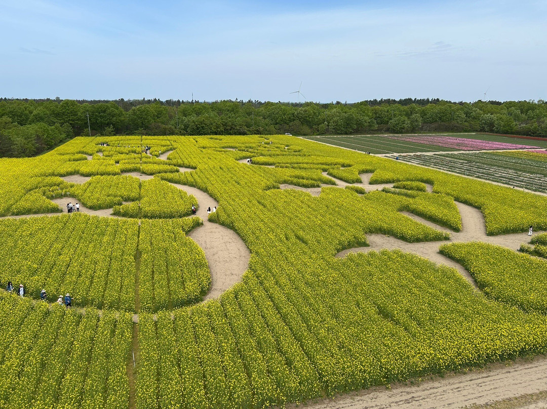 Tainai Flower Park-胎内市必去景点