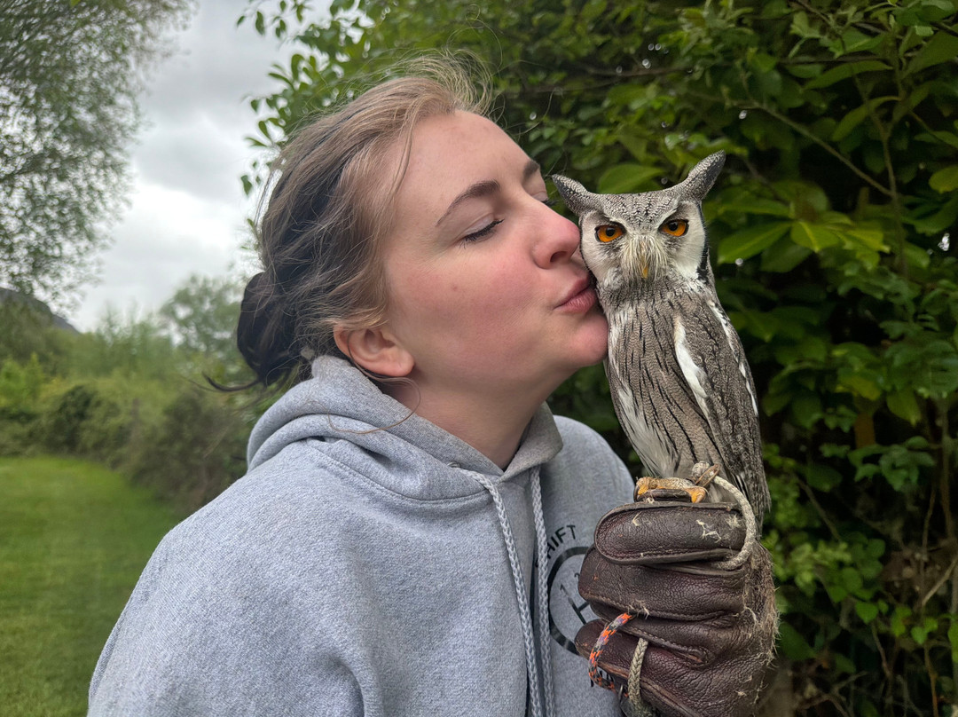 Killarney Falconry-基拉尼必去景点