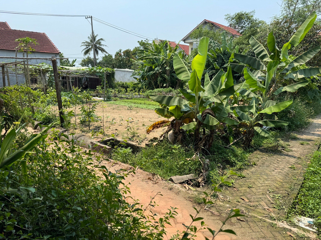Tra Que Vegetable Village-会安必去景点