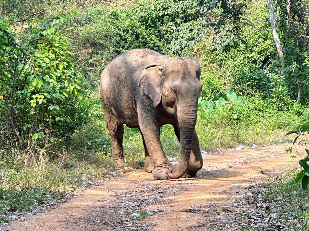 Boon Lott's Elephant Sanctuary-素可泰必去景点