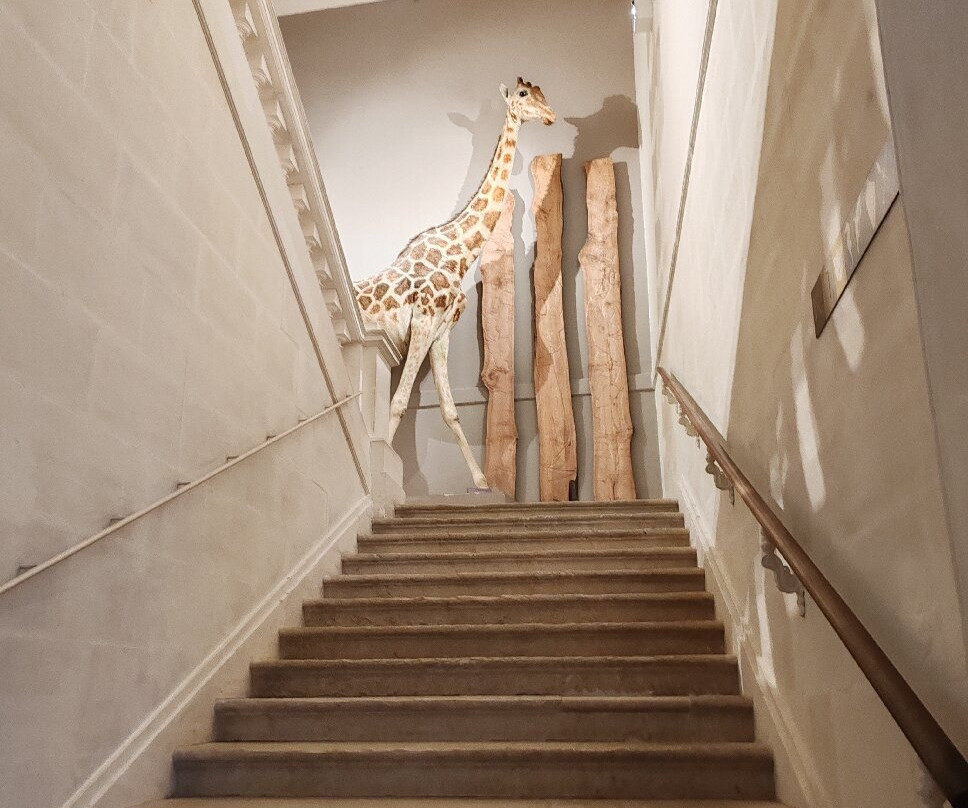Muséum d'Histoire Naturelle de La Rochelle-拉罗谢尔必去景点
