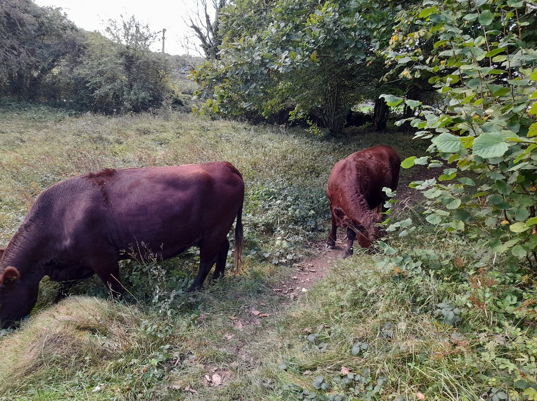 Grubbins Wood