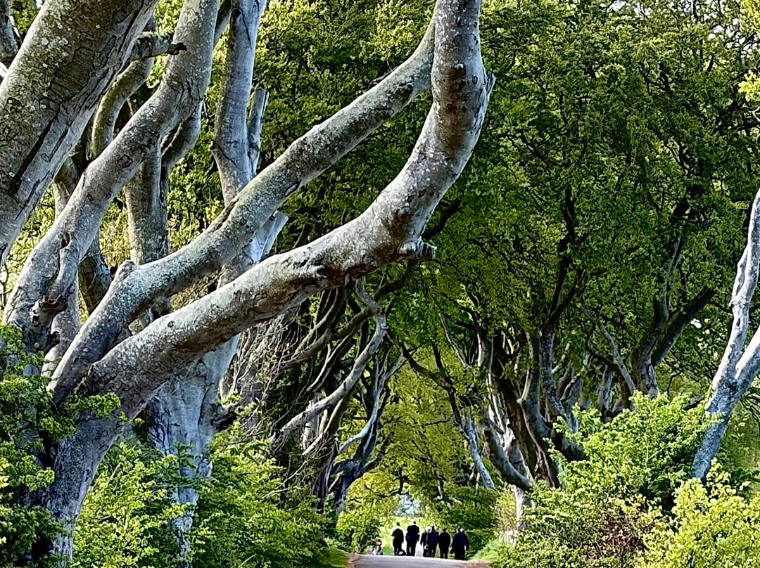 The Dark Hedges-巴利马尼必去景点