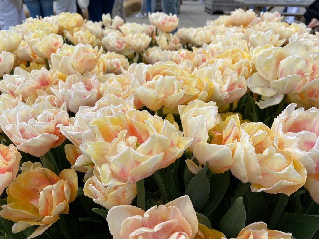 The Tulip Barn-Hillegom必去景点