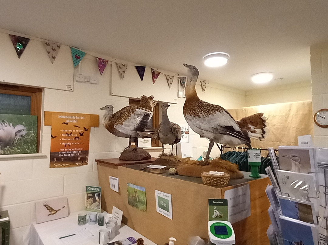 Great Bustard Group Visits-埃姆斯伯里必去景点