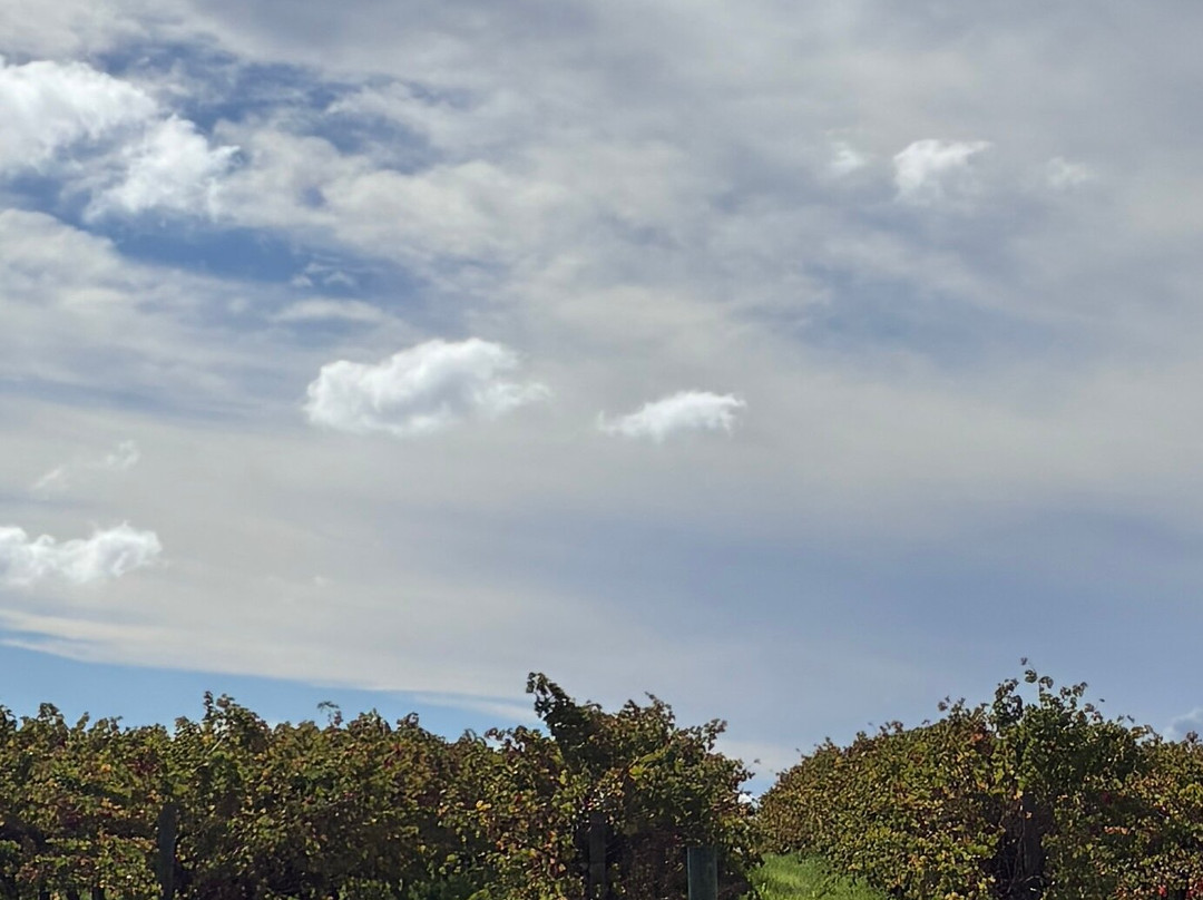 Ekhidna Wines McLaren Vale Cellar Door-麦克拉伦谷必去景点