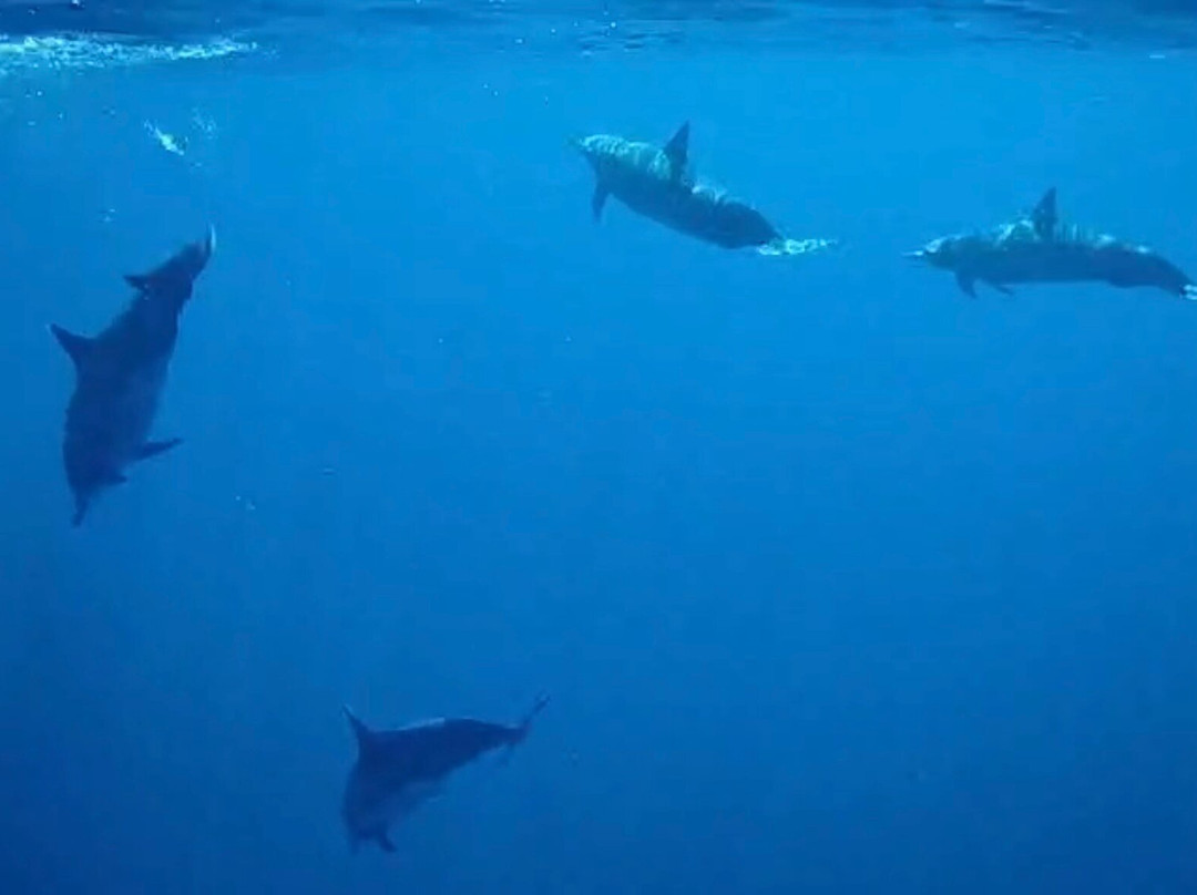 Watching Dolphin Lovina With Budi-Anturan必去景点