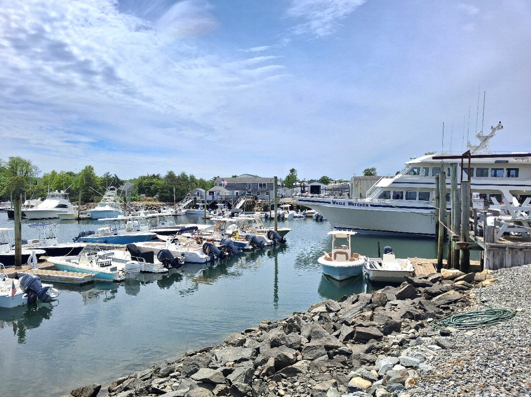 Hyannis Whale Watcher Cruises-Barnstable必去景点